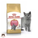  Hạt Royal Canin British Shorthair Kitten cho mèo con anh lông ngắn 