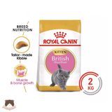  Hạt Royal Canin British Shorthair Kitten cho mèo con anh lông ngắn 