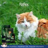  Hạt Reflex Plus Kitten 1.5kg vị gà cho mèo con 