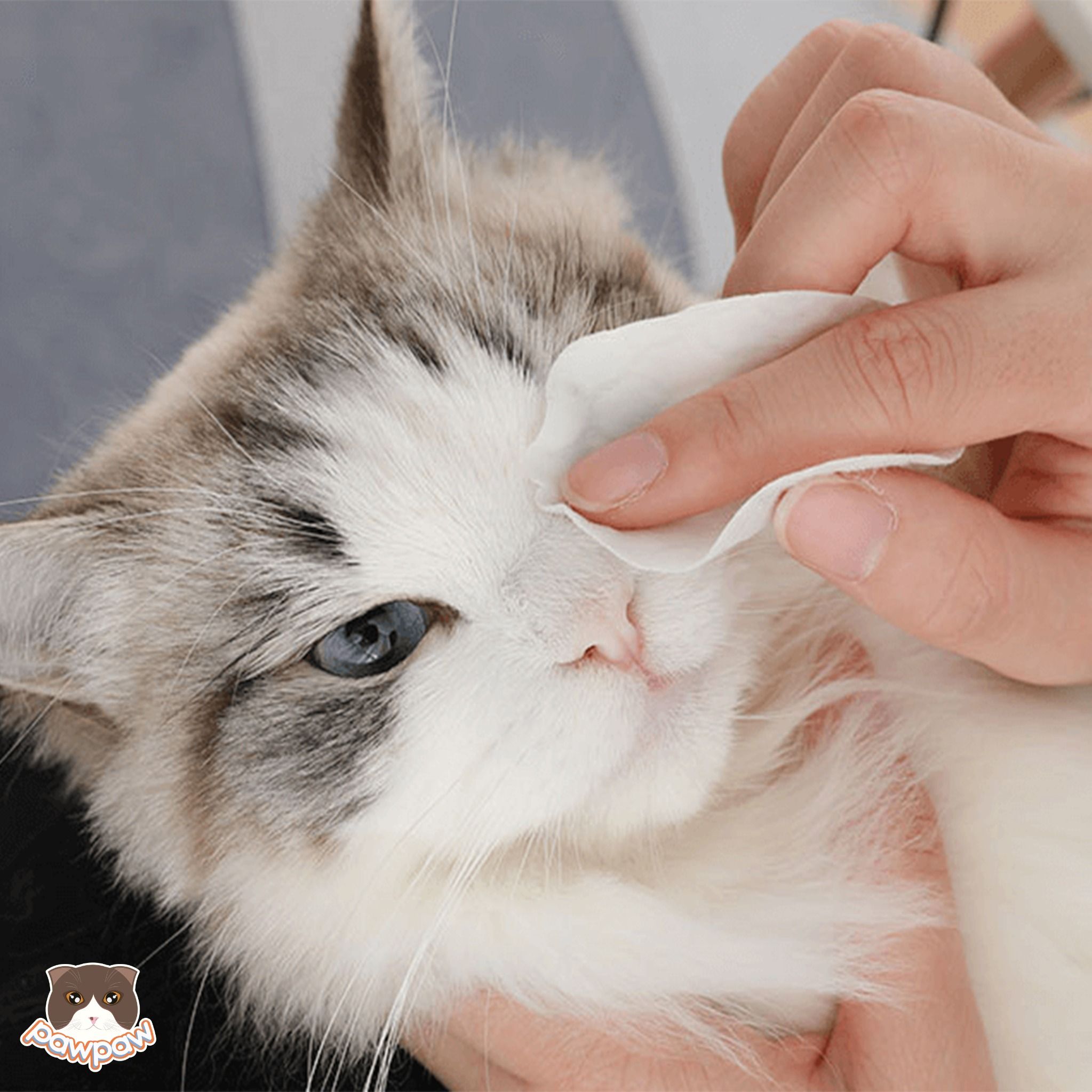 Khăn ướt vệ sinh mắt SOS cho chó mèo