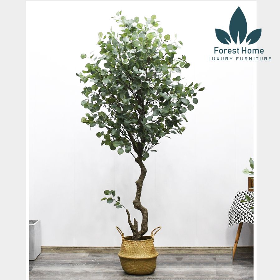 CG5 - CÂY BẠCH ĐẰNG