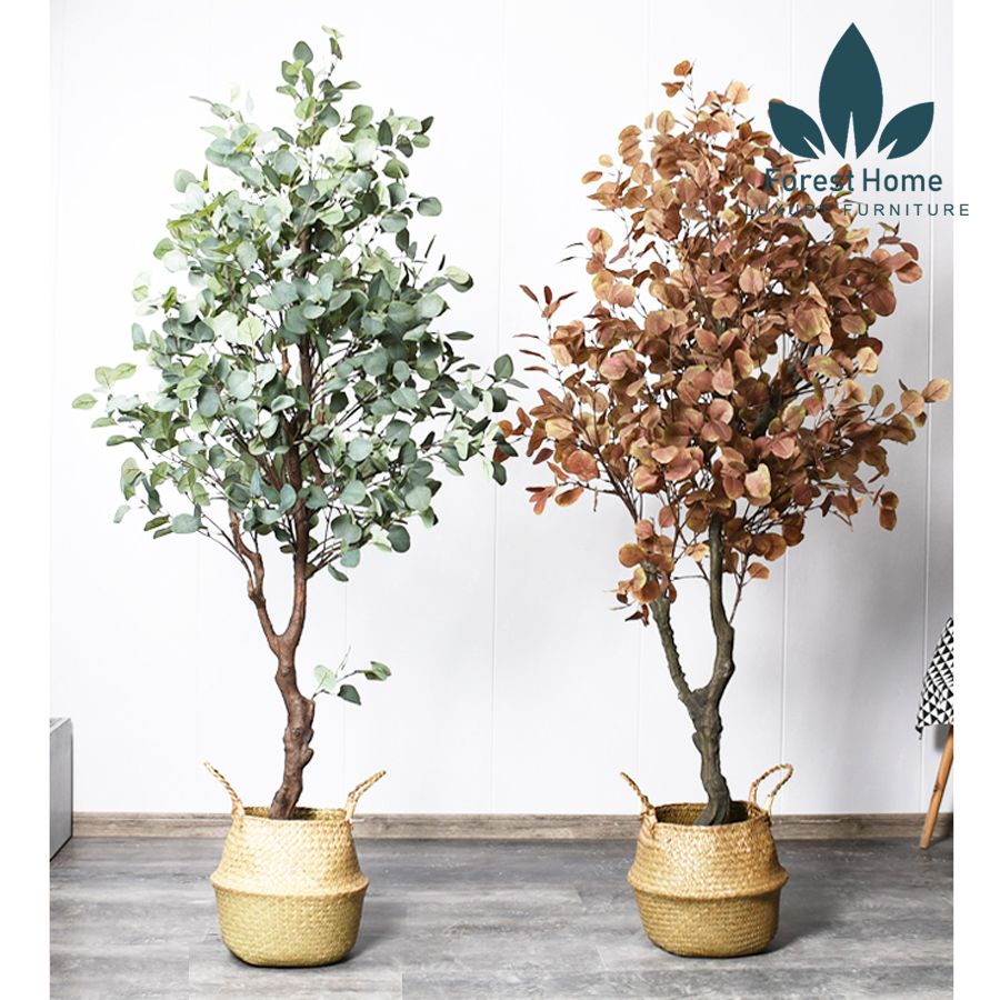 CG5 - CÂY BẠCH ĐẰNG