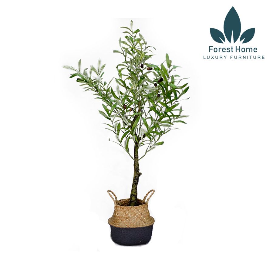 CG4 - CÂY OLIU - CÂY OLIVE