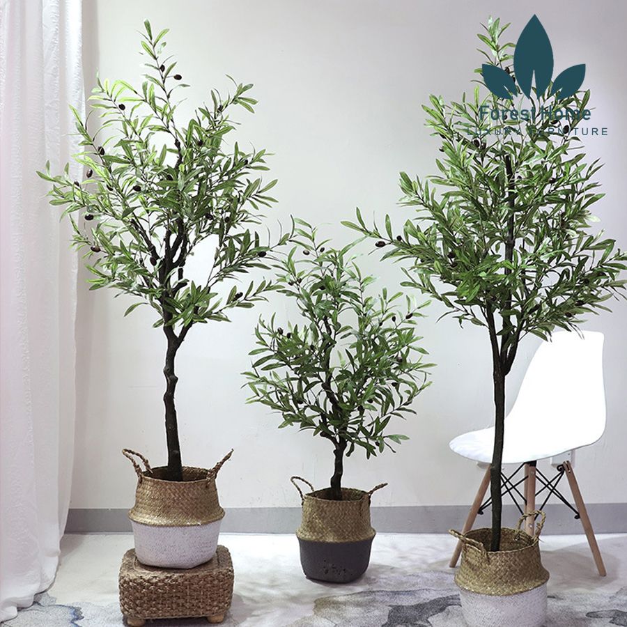 CG4 - CÂY OLIU - CÂY OLIVE