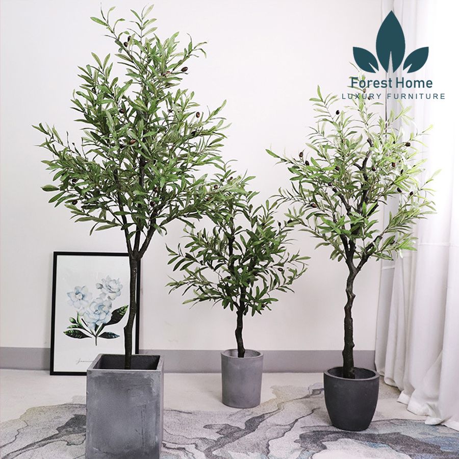 CG4 - CÂY OLIU - CÂY OLIVE