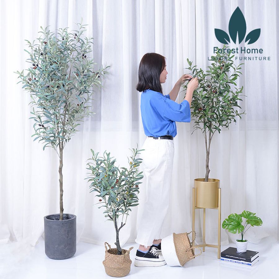 CG4 - CÂY OLIU - CÂY OLIVE