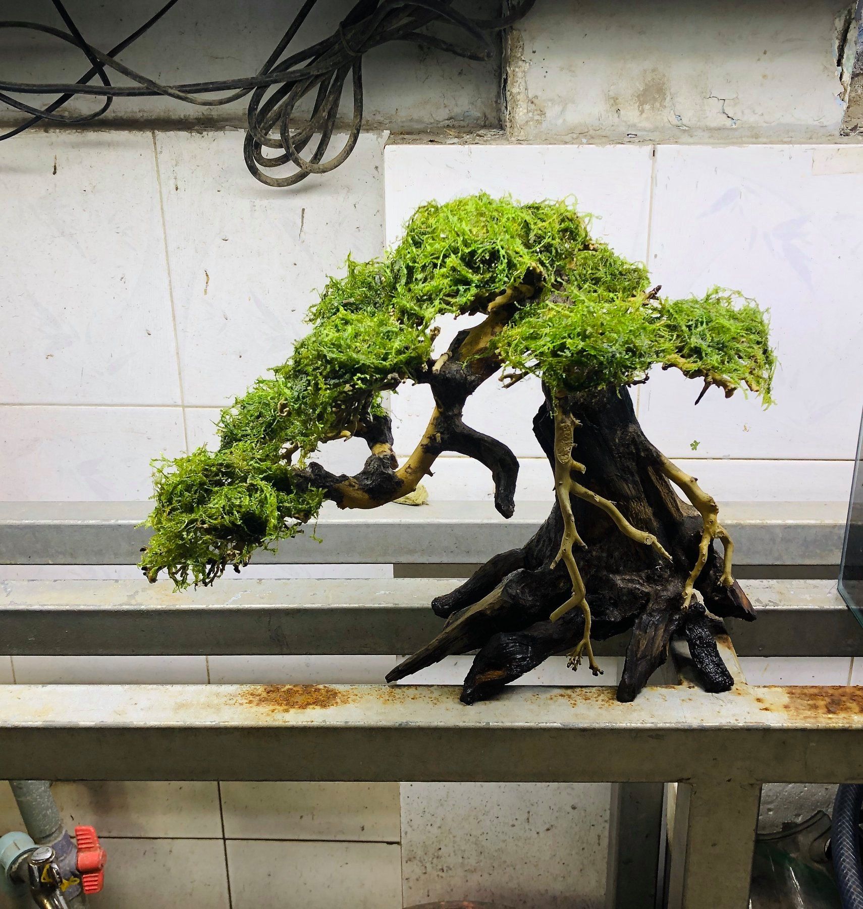 Cây bonsai số 3 cao 25 rộng tán 30