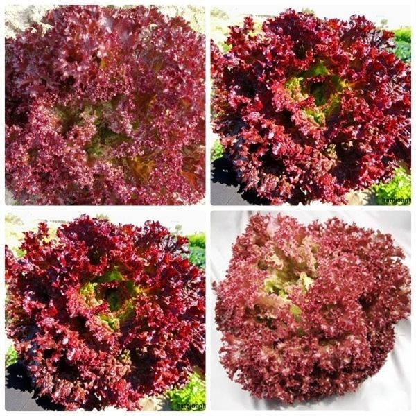 Xà lách lolo đỏ Hữu cơ (Gói 200g)