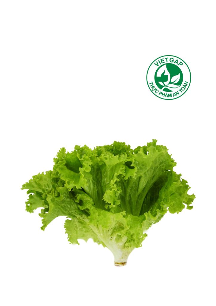 Xà lách lolo xanh VietGAP ( Gói 200g)