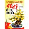 Cách Chăm Sóc Mai Nở Hoa Đúng Tết