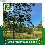 Mủ Trôm Sạch Trọng Hưng Size Hạt Gạo 250g - Không Chất Bảo Quản