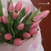  Tulip Maskovri_20 