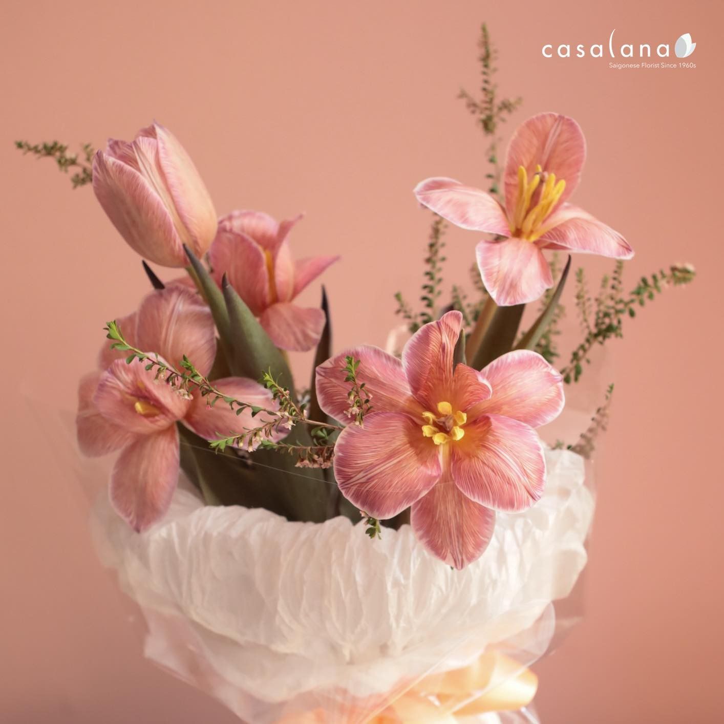 Tulip Nâu Ver 5