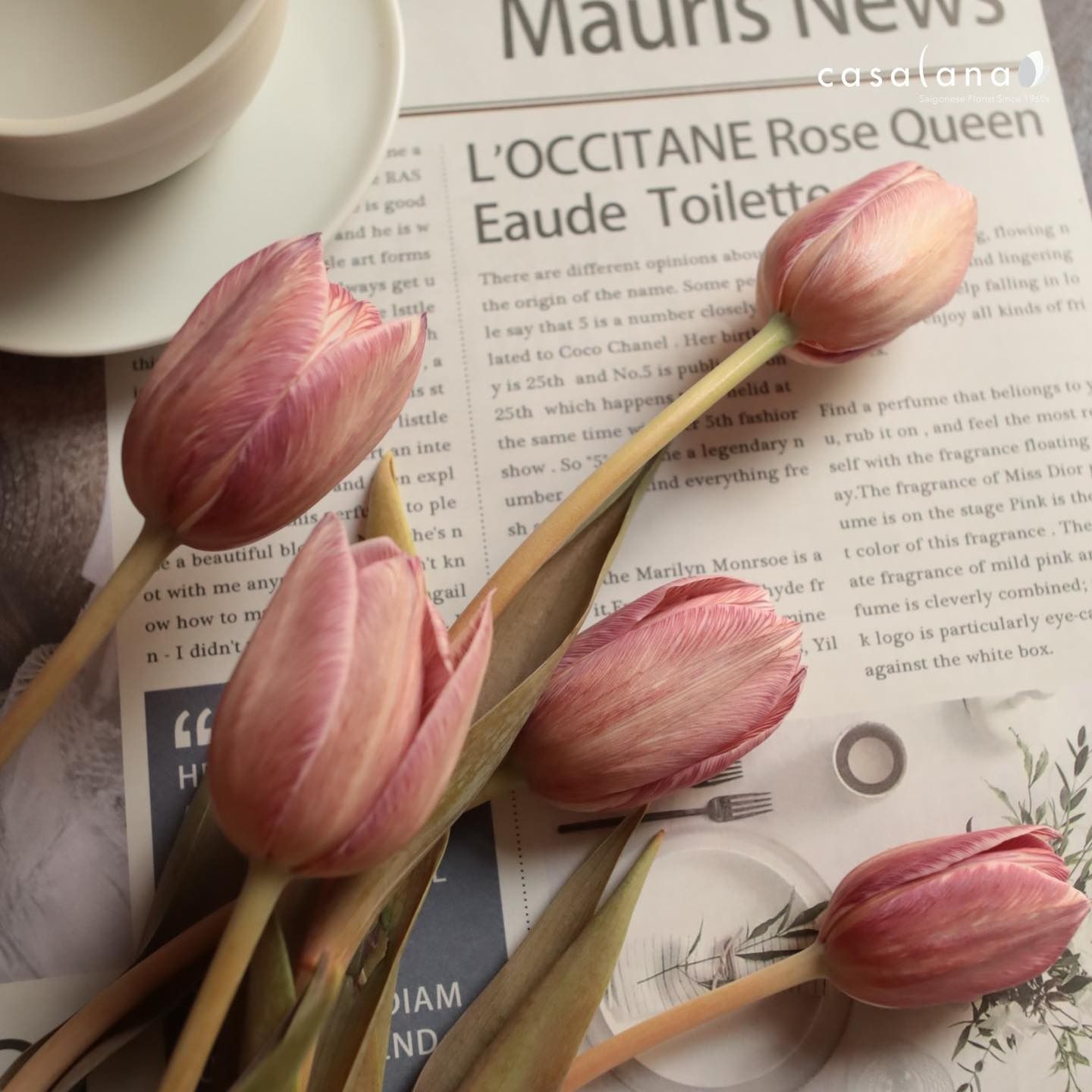 Tulip Nâu Ver 5