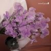  Sweet Pea Lavender 