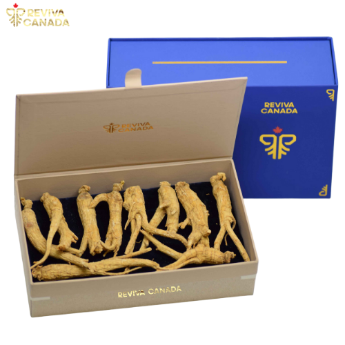 Nhân sâm Standard Reviva Canada- Hộp Nguyên củ 100g