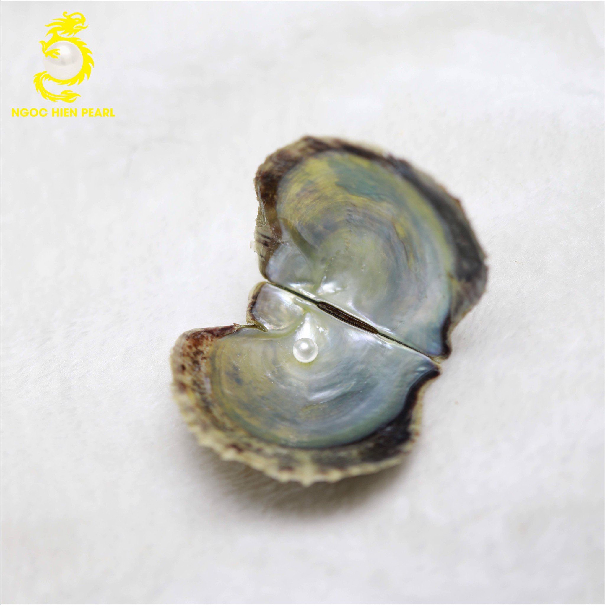 Ngọc Trai Akoya _ SP0054