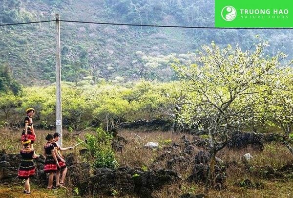 Mận hậu ngũ vị 200g