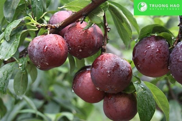 Mận hậu ngũ vị 200g