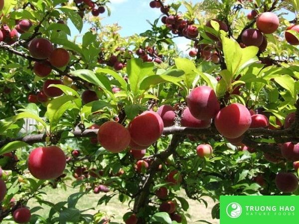 Mận sấy dẻo không hạt 200g