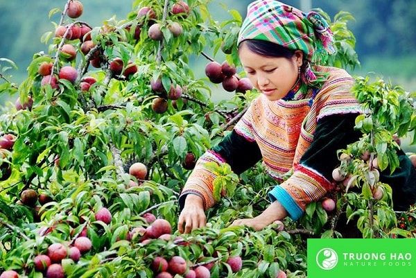 Mận sấy dẻo không hạt 150g