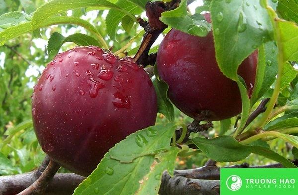 Mận sấy dẻo không hạt 150g
