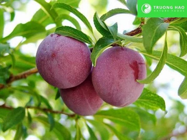 Mận xào gừng 200-500g