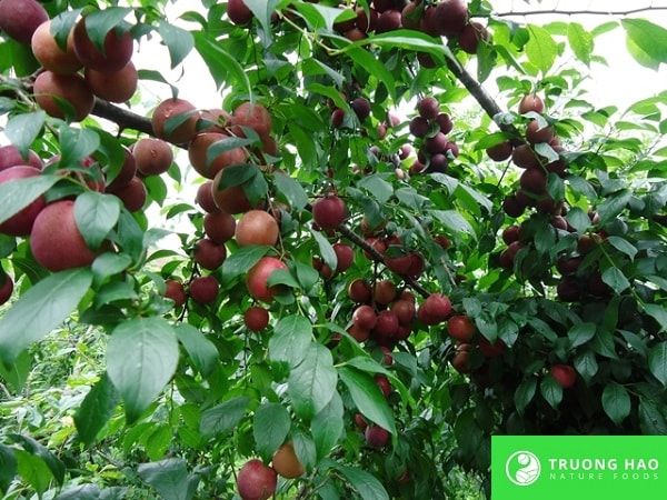 Mận dẻo cay 500g