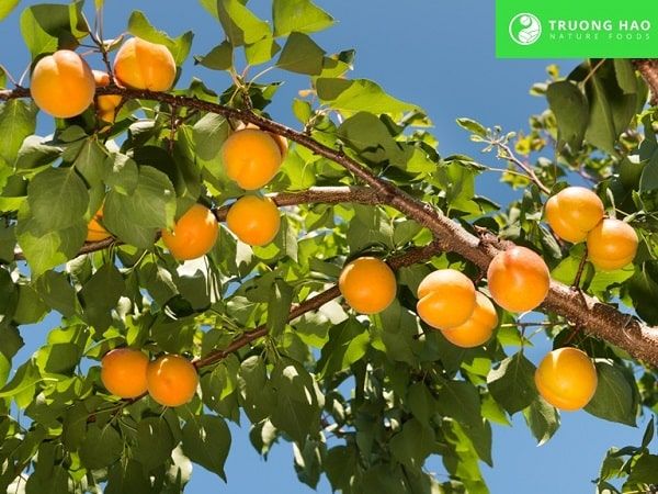 Mơ dẻo ngũ vị 150g