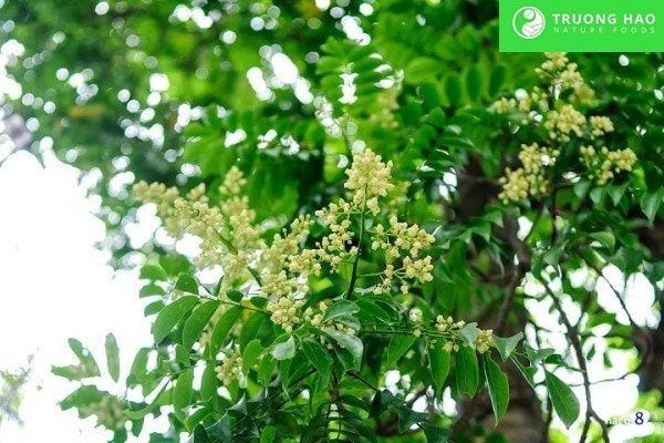 Sấu bao tử 150g