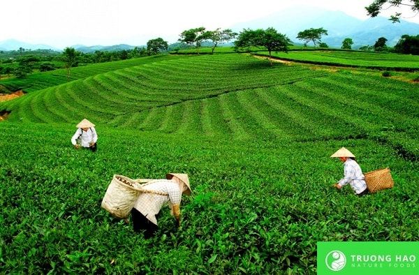 Trà Trường phúc 150g