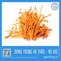 Đông Trùng Hạ Thảo - PREMIUM - Hủ 10G