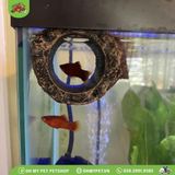 Hang nổi cho cá | Floating Betta Log | ZOOMED