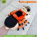Nhện cam hóa trang Halloween | OMP