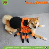 Nhện cam hóa trang Halloween | OMP