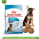 ROYAL CANIN | Thức ăn hạt cho chó lớn | Maxi