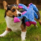 OHMYPET - Đồ chơi chó: