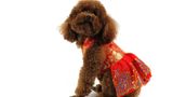 OHMYPET - Áo tết: