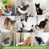 Bộ hướng dẫn mèo đi vệ sinh | Citi Kitty