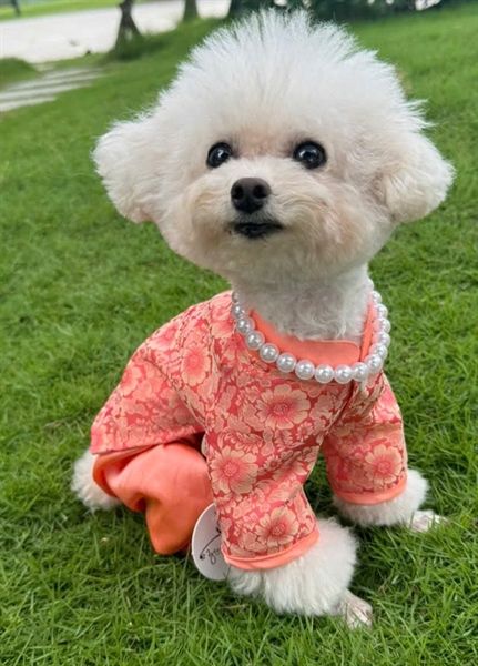 OHMYPET - Áo dài: