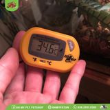 Nhiệt kế điện tử cho bò sát | Digital Terrarium Thermometer | ZOOMED