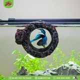 Hang nổi cho cá | Floating Betta Log | ZOOMED
