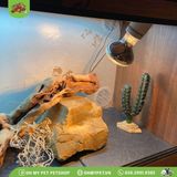 Đèn sưởi bò sát | Basking Spot Lamp | ZOOMED