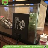 Tấm sưởi cho bò sát | ReptiTherm Under Tank Heater | ZOOMED