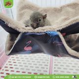 Nhà ngủ vải bông cho sóc, chinchilla | 35x35cm