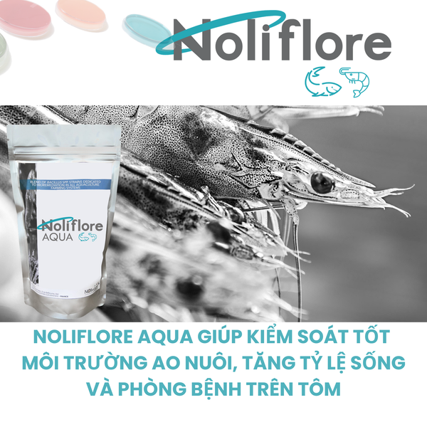 NOLIFLORE AQUA