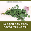 Cành Bạch Đàn Lá Tròn Tai Voi