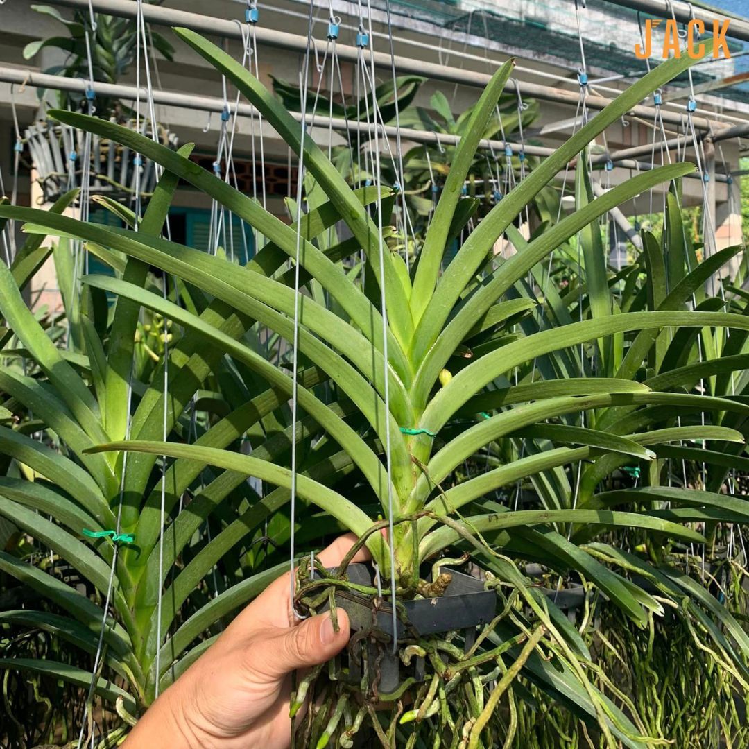 Lan Vanda Jack - Tím Blue Violet