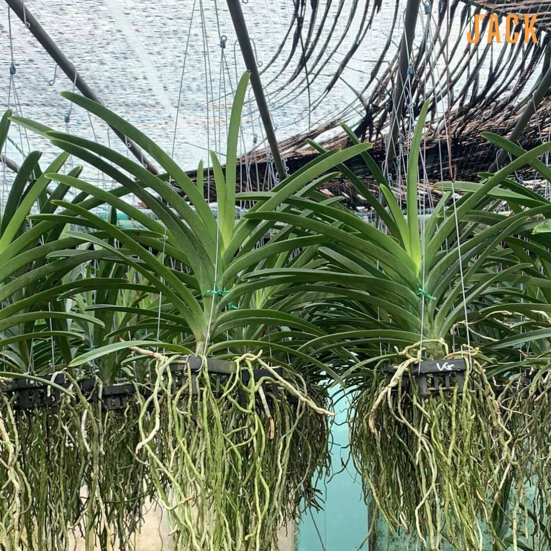 Lan Vanda Jack - Tím Blue Violet