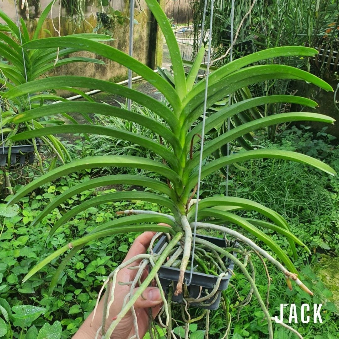 Lan Asco Đỏ Đốm - Cực Siêng Hoa Và Thơm
